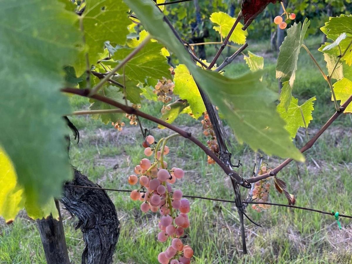 B&B Terre Toscane 齐奇亚诺 外观 照片